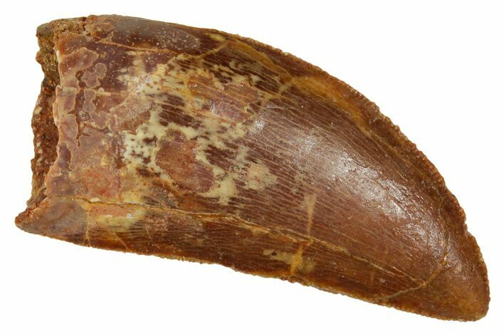 Serrated, Carcharodontosaurus Tooth - Real Dinosaur Tooth #372308